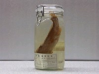藏品(皮氏叫姑魚)的圖片